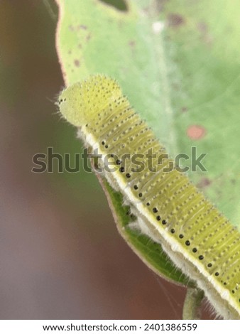 A teak caterpillar before becoming a butterfly that looks beautiful with the background blurred. Royalty-Free Stock Photo #2401386559