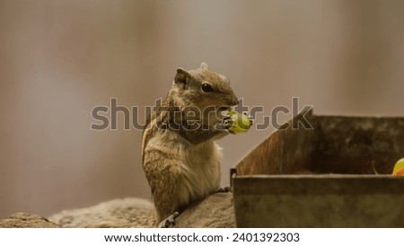 The image shows a squirrel perched on a rock, holding an fruit in its paws and taking a bite out of it. The squirrel has brown and beige fur with stripes on its back, and its cheeks are bulging as it 