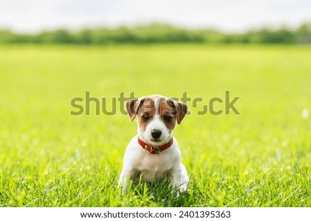 A small Jack Russel Terrier puppy on green lawn. Dogs and pets photography