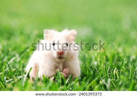 Tiny fluffy hamster on green grass close up. Pets photography
