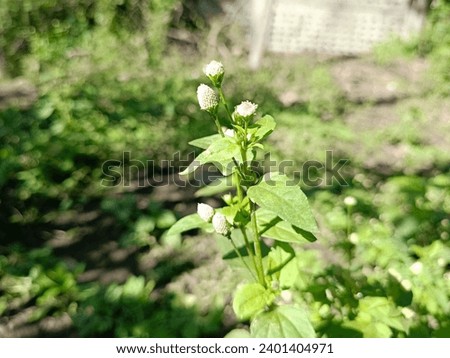 Acmella radicans, White Spot Flower, Spilanthes radicans, Acmella tenella, Spilanthes debilis, acmella plant flower