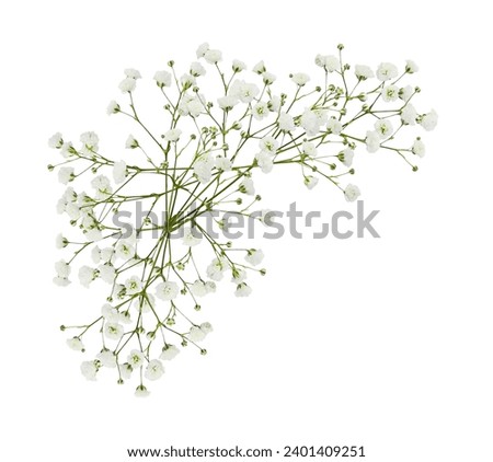 Gypsophila flowers in a corner arrangement isolated on white Royalty-Free Stock Photo #2401409251