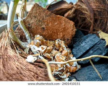 Eggshells in pots, beneficial for fertility and nutrition for orchid plants to be more lush and strong Royalty-Free Stock Photo #2401410151