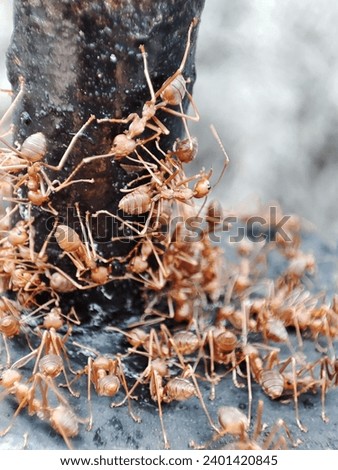 close and selective focus of a group of big red ants (red fire ants) are actively looking for food