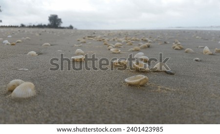 this is a picture of a beach scene