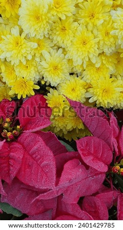 chrysanthemums in autumn morning Images