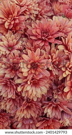chrysanthemums in autumn morning Images