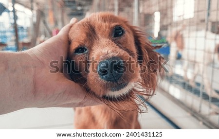 Male hand petting stray dog in pet shelter. People, Animals, Volunteering And Helping Concept. Royalty-Free Stock Photo #2401431125