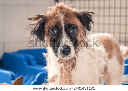 Sad dog in shelter waiting to be rescued and adopted to new home. Royalty-Free Stock Photo #2401431191
