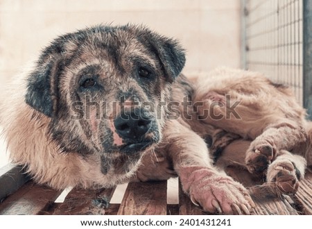 Sad dog in shelter waiting to be rescued and adopted to new home. Royalty-Free Stock Photo #2401431241