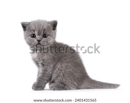 6 weeks old British Shorthair cat kitten, sitting up side ways. Looking straight to camera. Isolated on white.