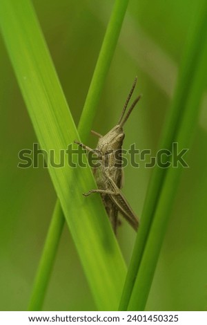 Natural closeup on the common European Meadow grasshopper, Pseudochorthippus parallelus in the grass Royalty-Free Stock Photo #2401450325