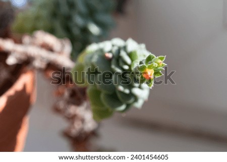 Picture of echeveria with long stem