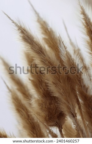 Pampas grass dried flowers Aesthetics reeds Reed-pampas grass "Cortaderia"
