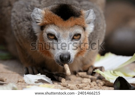 The Crowned Lemur (Eulemur coronatus).