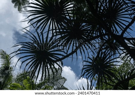 The branches and leaves of the Dragon tree scientific name Dracaena draco in silhouette against a blue sky in Kauai, Hawaii, United States.
