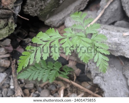 this is picture of wild fern