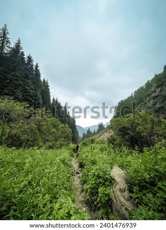 mountain trail with green trees and bushes on a summer day.