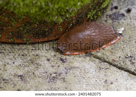 Red Slug (Arion rufus) Crawling around a plant pot Royalty-Free Stock Photo #2401482075