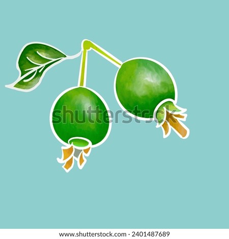 Green guava fruit illustration background. Hand sketch with realistic drawing. The vector is suitable to use nature background.