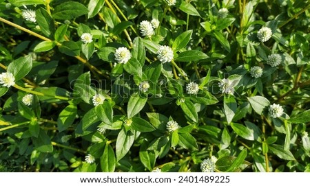 Alternanthera philoxeroides, commonly referred to as alligator weed, grass like this can now be found in many other countries