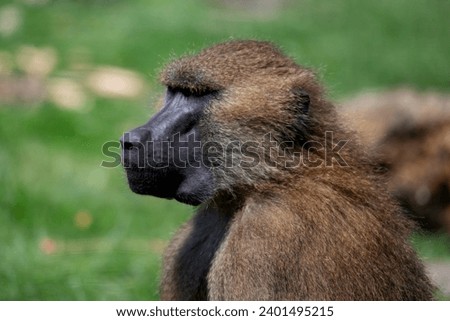 The Guinea Baboon (Papio papio).