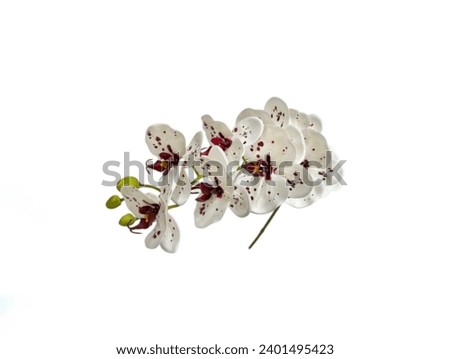 The white background picture is a picture of a white orchid with red polka dots blooming all over the stem. At the end of the stem there are unbloomed flowers wrapped in a very beautiful green bark.