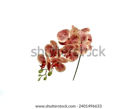 The white background in the picture is a bunch of orange orchids with flowers in full bloom. At the end of the stem are unopened flowers with small green sheat