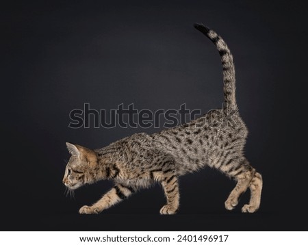 Black tabby spotted cat kitten, walking side ways. Looking towards camera. Isolated on a black background.