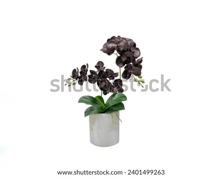 The white background in the picture is two bunches of black orchids planted in a white pot. There are two clusters of flowers at the ends of the clusters with small green unopened flowers.