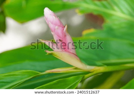 Pink ginger flower and fire ant