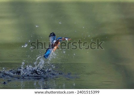 Common Kingfisher with a fish catch...