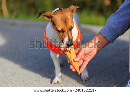 Cute dog of the Jack Russell Terrier breed eats ice cream on a walk in the city. Pet portrait with selective focus and copy space for text