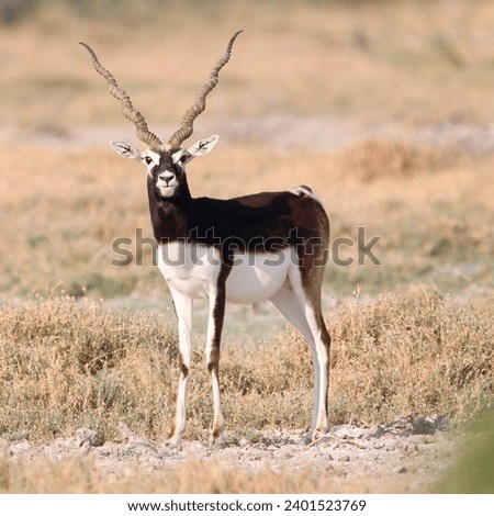 Endangered species Blackbuck in Bishnoi village forest reserve area. Beautiful male and female blackbuck captured with all movement in natural habitat. Rare animal portrait. Beautiful wall mounting. Royalty-Free Stock Photo #2401523769