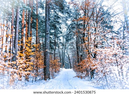 Going for a walk in the winter forest