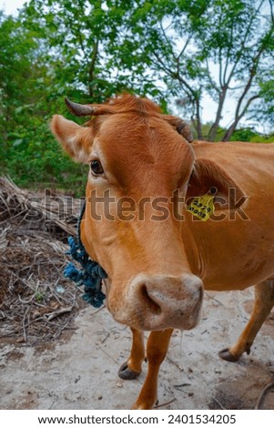 Vechur Cattle.The Vechur Cow is a rare breed of Bos indicus cattle named after the village Vechoor in Vaikom Taluk, Kottayam district of the state of Kerala in India.                          