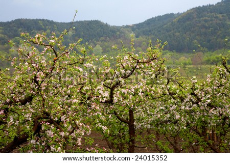 trees in bloom on field in spring