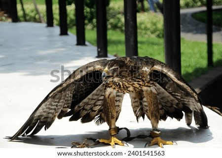 Aquila fasciata or Bonelli's eagle, is a magnificent bird of prey belonging to the family Accipitridae. They are adaptable predators and can thrive in diverse ecosystems.