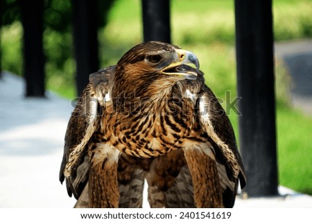 Aquila fasciata or Bonelli's eagle, is a magnificent bird of prey belonging to the family Accipitridae. They are adaptable predators and can thrive in diverse ecosystems. Royalty-Free Stock Photo #2401541619