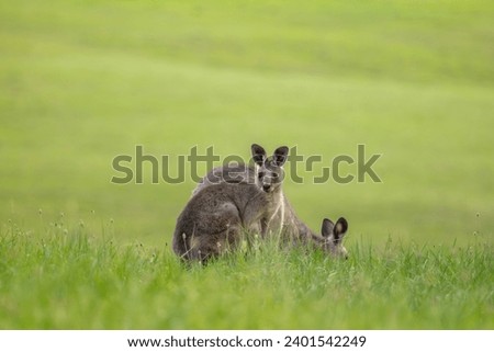 Portrait of a Mother and Baby Kangaroo