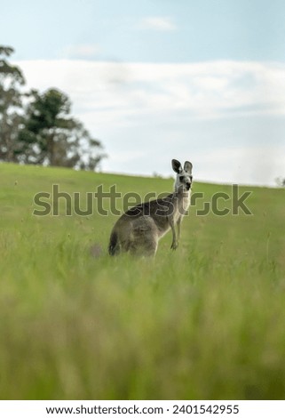 Portrait of a Kangaroo in the Wild