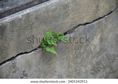 Trees growing in cracks Green sprout growing in stone - rebirth, revival, resilience and new life concept Royalty-Free Stock Photo #2401543911