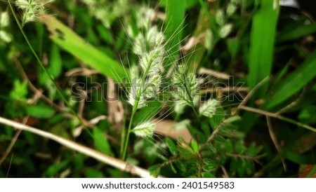 echinatus cynosurus is a species of weed that belongs to the Poaceae family. commonly known as dog s tail or fox tail or stargrass. 