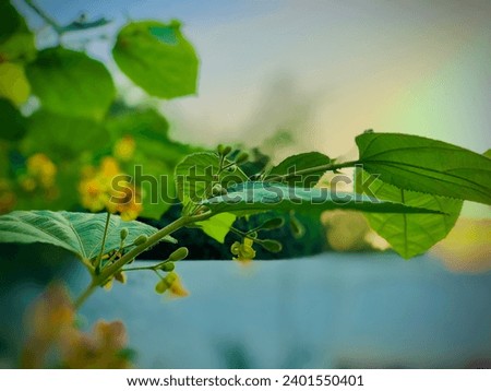 A green leaf picture with a beautiful 
portrait yellow flowers.