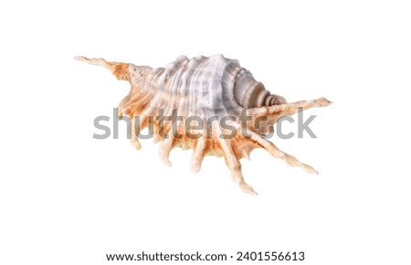 Nautilidae shell isolated on white background. sea shell close-up. This has clipping path. close-up At Holly Beach in southwest Louisiana's Gulf Coast, a Murex shell was discovered. Royalty-Free Stock Photo #2401556613