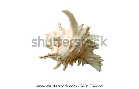 Nautilidae shell isolated on white background. sea shell close-up. This has clipping path. close-up At Holly Beach in southwest Louisiana's Gulf Coast, a Murex shell was discovered. Royalty-Free Stock Photo #2401556661