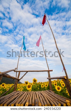 Sunflower field, Thailand.