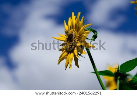 Beautyful sunflower picture in the morning .