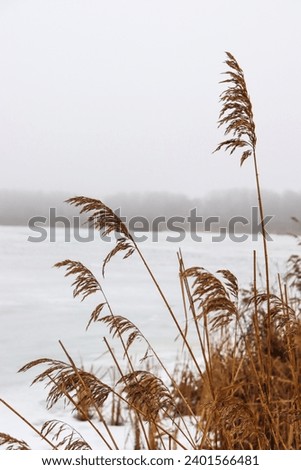 Dry reeds on the shore of a foggy winter lake. Royalty-Free Stock Photo #2401566481