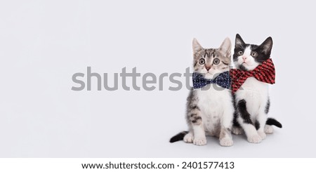 Two Kittens boy and girl. Two little kittens with blue and red ribbon on a white background.
Tiny kitten with bow tie. Valentines Day. Love. Greeting card congratulations on a newborn boy girl 